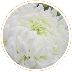 Chrysanthemen-Haut